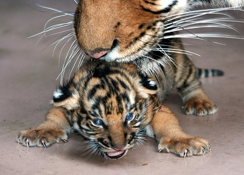 22岁父亲沉迷游戏 嫌玩游戏时亲儿哭闹捂死并弃尸